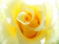 Blumen