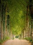 Wald und Baum